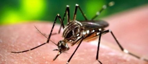 Zanzare e non, come si trasmette il virus Zika