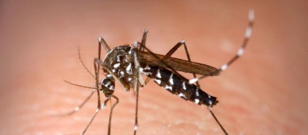 Mosquito transmisor de virus del zika Mosquito transmisor de virus del zika