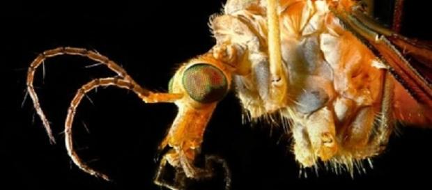 Un insecto convertido en el terror de la humanidad Un insecto convertido en el terror de la humanidad