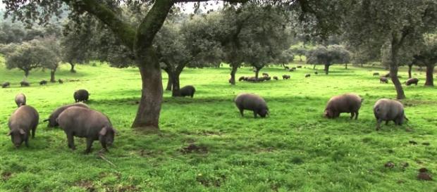 Vegetarianos u omnívoros, ¿quién vive más? Vegetarianos u omnívoros, ¿quién vive más?