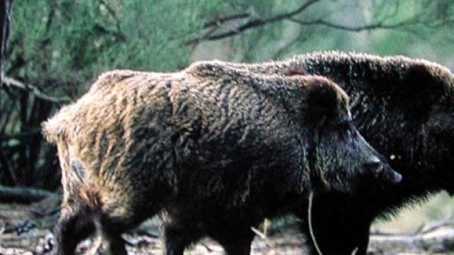 I cinghiali ormai sono un pericolo