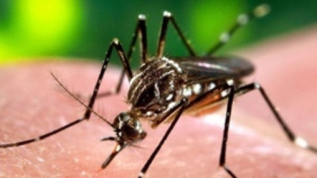 Zanzare e non, come si trasmette il virus Zika