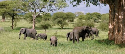 Elephant family. Image (Pixabay)