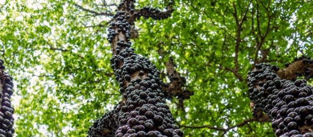 A Jabuticaba protege as artérias do coração. A Jabuticaba protege as artérias do coração.