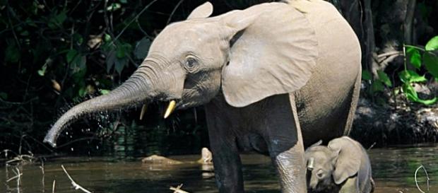 Sapo National Park forest elephants. Wikimedia Sapo National Park forest elephants. Wikimedia