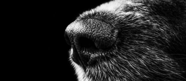 Cane impiccato alla periferia di Roma Cane impiccato alla periferia di Roma