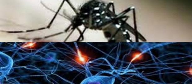 O mosquito aedes aegypti & complicações nervosas O mosquito aedes aegypti & complicações nervosas