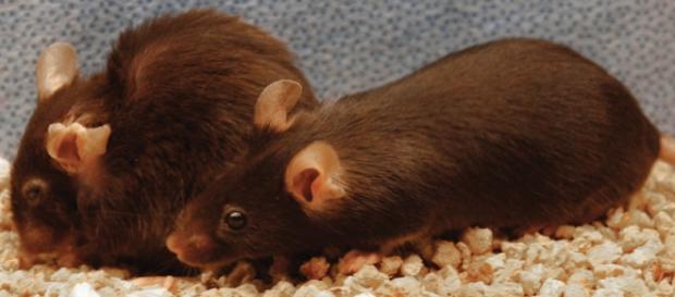 Ratón sin tratar (dcha) y ratón tratado (izda) Ratón sin tratar (dcha) y ratón tratado (izda)