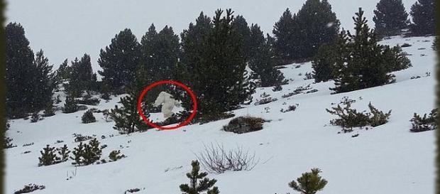 Să fie oare YETI cel adevărat? Să fie oare YETI cel adevărat?