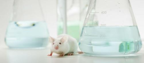 Sperimentazione sugli animali dei nuovi farmaci