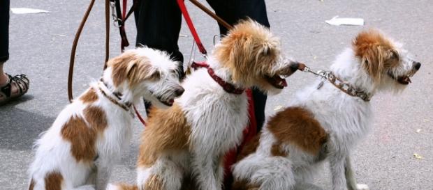 Los perros, viajarán en el último vagón del Metro Los perros, viajarán en el último vagón del Metro