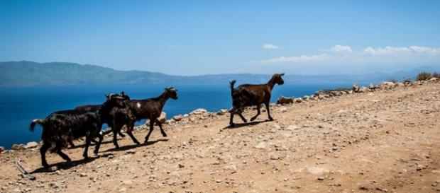 Powoli, czyli po grecku. Greckie kozy, Zakynthos. Powoli, czyli po grecku. Greckie kozy, Zakynthos.