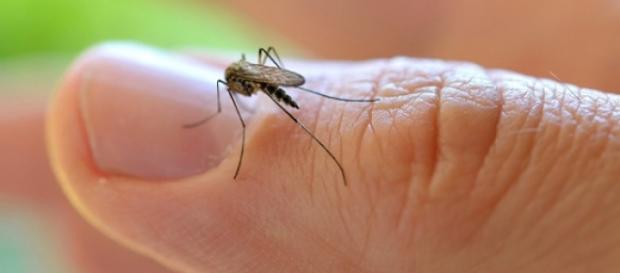 Picaduras del mosquito zika, casos en España Picaduras del mosquito zika, casos en España