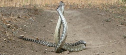 Cobras macho (cascavéis) brigando