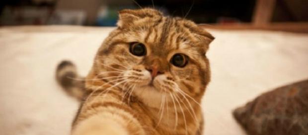 Recuerda que los gatos adoran los selfies. Recuerda que los gatos adoran los selfies.