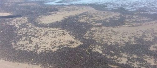 L'incredibile tappeto di scarabei spiaggiati