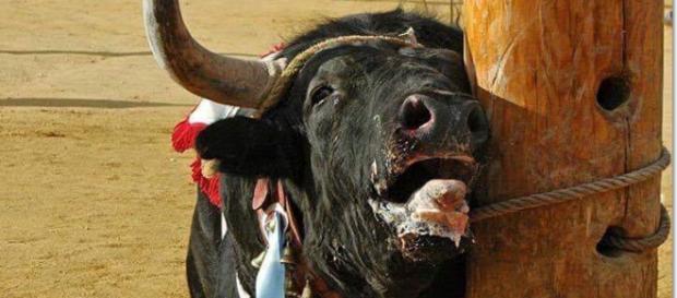 Toro victima del mal trato animal en un festejo popular Toro victima del mal trato animal en un festejo popular