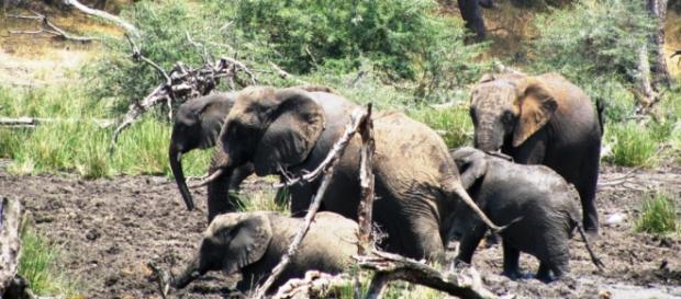 African elephants. Image by J.Flowers African elephants. Image by J.Flowers