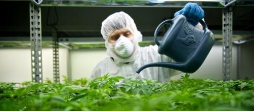 Tilray's cannabis growing operation