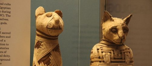 Gatos momificadosde Egipto en un museo