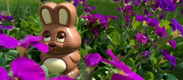 Conigli di cioccolato per dare fondi a scuole Conigli di cioccolato per dare fondi a scuole