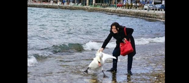 La turista e il cigno, foto da Leggo.it La turista e il cigno, foto da Leggo.it