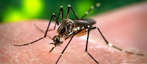 Mosquito "Aedes Aegypti", causante del Dengue