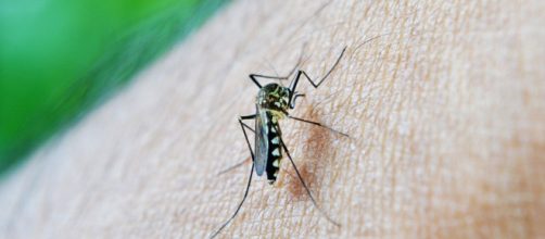 Mosquito aedes aegypti causante del Dengue