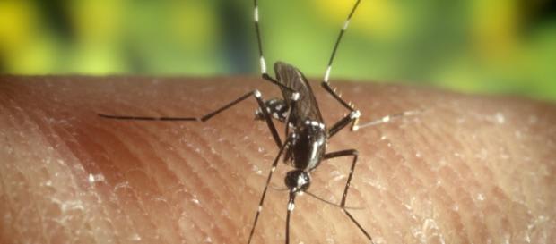 Mosquito "Aedes Aegypti", causante del Dengue Mosquito "Aedes Aegypti", causante del Dengue