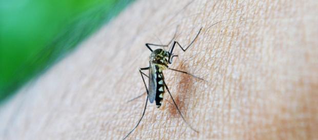 Mosquito aedes aegypti causante del Dengue Mosquito aedes aegypti causante del Dengue