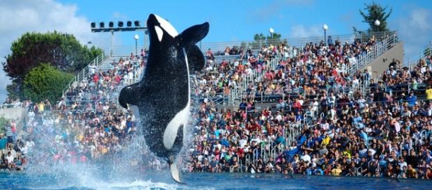 Shamu, a famous orca "performer" at SeaWorld. Shamu, a famous orca "performer" at SeaWorld.