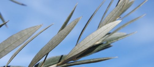 Auguri e frasi domenica delle Palme