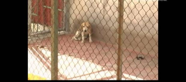 Maltrato animal: un delito contemplado por la ley Maltrato animal: un delito contemplado por la ley