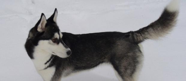 Los perros descienden de una variedad de lobo Los perros descienden de una variedad de lobo