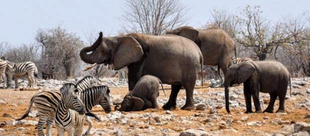 Wildlife under pressure. Courtesy Pixabay Wildlife under pressure. Courtesy Pixabay