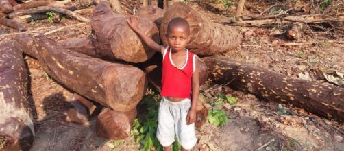Mukula logs awaiting transport in the DRC
