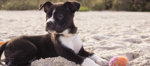 Nueva playa para perros a partir de junio Nueva playa para perros a partir de junio
