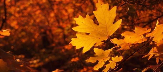 Otoño, un periodo de trabajo para todos los signos Otoño, un periodo de trabajo para todos los signos