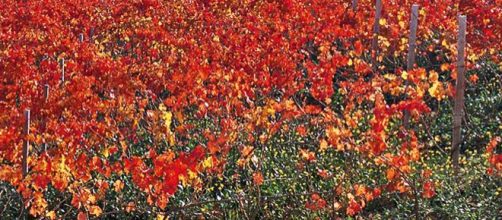 Il Sagrantino in autunno si fa rosso sangue