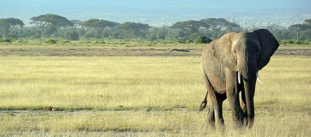 East African Elephant. Courtesy of Pixabay East African Elephant. Courtesy of Pixabay