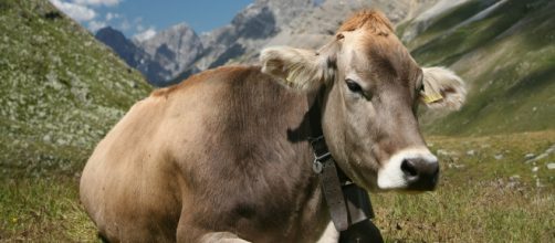 Sospetto caso di "mucca pazza" in Francia