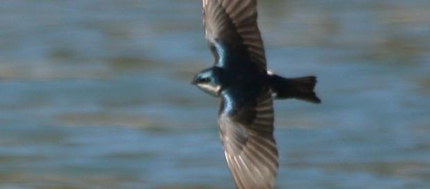 Swallow in spring; spring produces fewer allergies than autumn Swallow in spring; spring produces fewer allergies than autumn