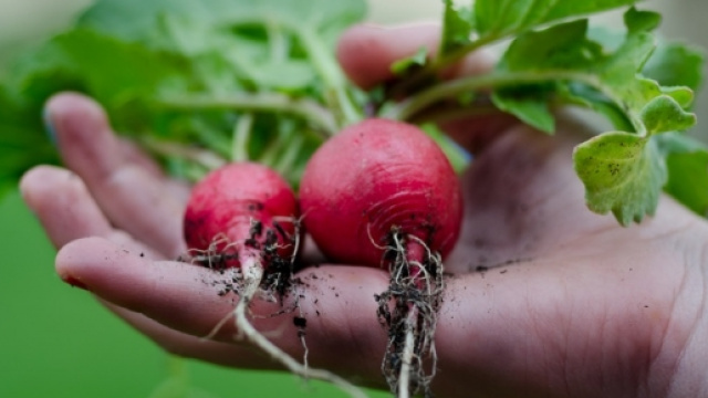 Orti urbani in mostra a Torino