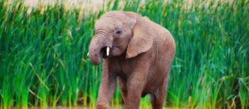 Africa's threatened elephants. Pixabay CC