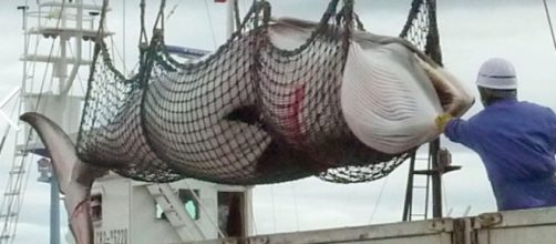 Il Giappone persevera con la mattanza delle balene