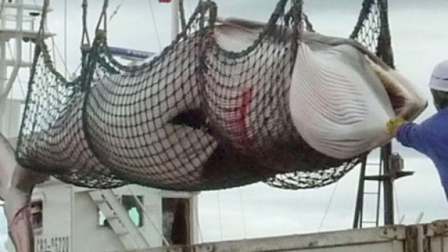 Il Giappone persevera con la mattanza delle balene