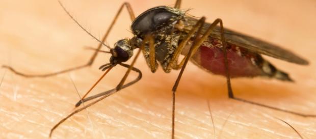Mosquito Aedes aegypti é o principal responsável pela transmissão do vírus. Mosquito Aedes aegypti é o principal responsável pela transmissão do vírus.