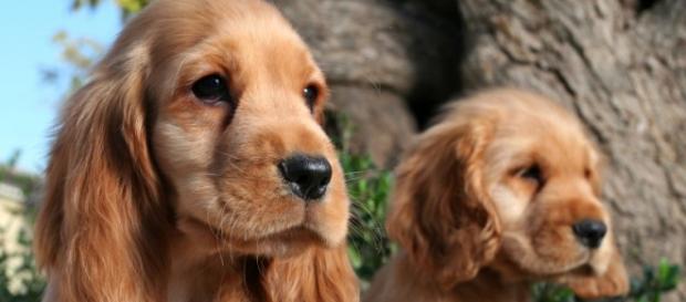 Veja doenças mais comuns para cada raça do seu cãozinho Veja doenças mais comuns para cada raça do seu cãozinho