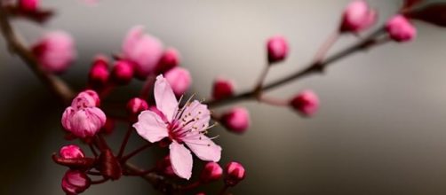 Un ramo di Sakura in fiore (Prunus serrulata)