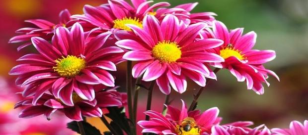 flores que en rusia se dan pares flores que en rusia se dan pares